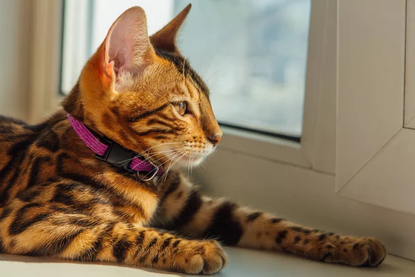 かわいいです優しい猫在家の窓の横に横たわっている — ストック写真