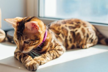 Sevimli Bengal kedisi evde pencerenin yanında yatıyor.