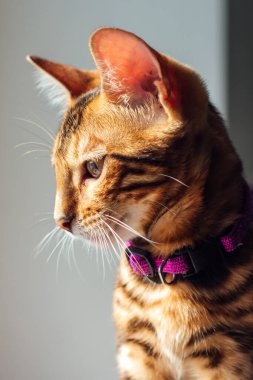 Evde pencerenin yanında oturan sevimli Bengal kedisi.