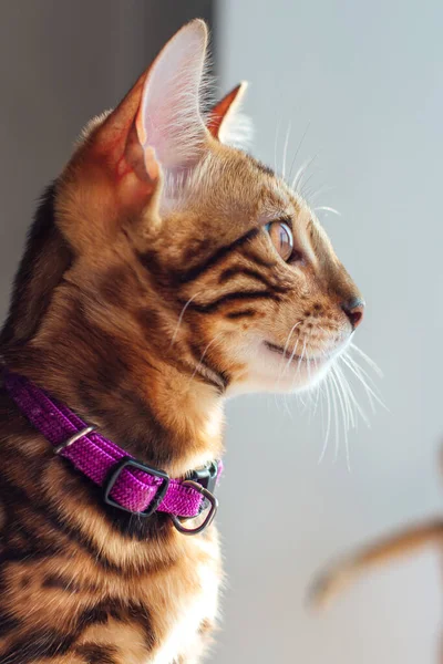 집 창문 옆에 앉아 있는 귀여운 벵골 고양이 — 스톡 사진
