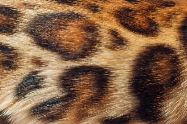 Zblízka leopardí srst textury. Skvrnitá srst — Stock fotografie