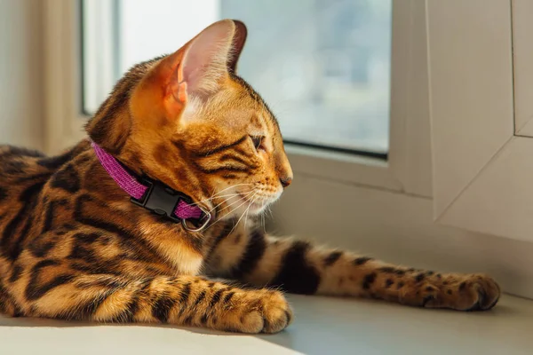 집 창문 옆에 누워 있는 귀여운 벵골 고양이 — 스톡 사진