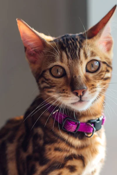 Gatinho de bengala bonito sentado ao lado da janela em casa — Fotografia de Stock