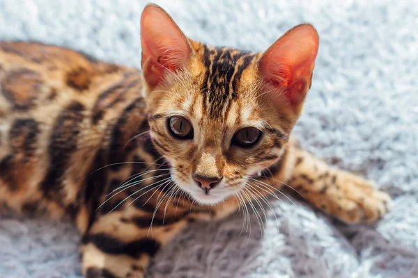 Söt liten bengal kattunge ligger på kudden bredvid fönstret — Stockfoto