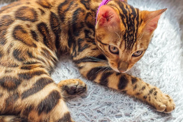 Söt liten bengal kattunge ligger på kudden bredvid fönstret — Stockfoto