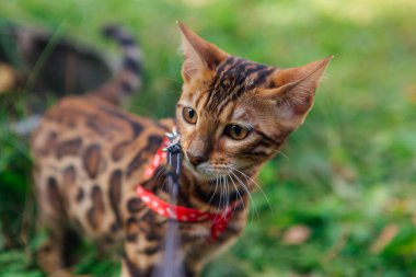 Sarı akçaağaç yaprakları üzerinde yürüyen sevimli Bengal kedisi.