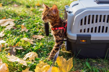 Evcil hayvan taşıyıcısında oturan sevimli Bengal kedisi.