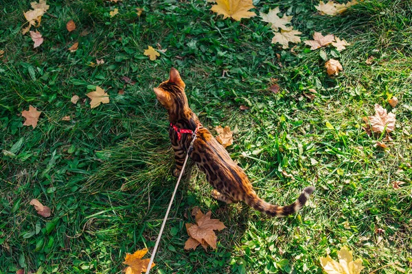 Mignon petit chaton bengale marchant sur les feuilles d'érable jaune tombées — Photo