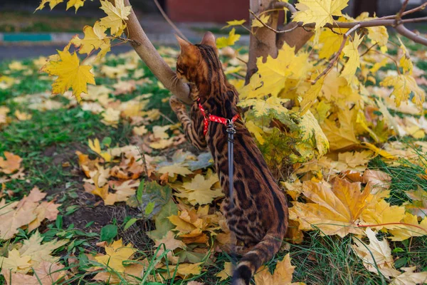 Mignon petit chaton bengale marchant sur les feuilles d'érable jaune tombées — Photo