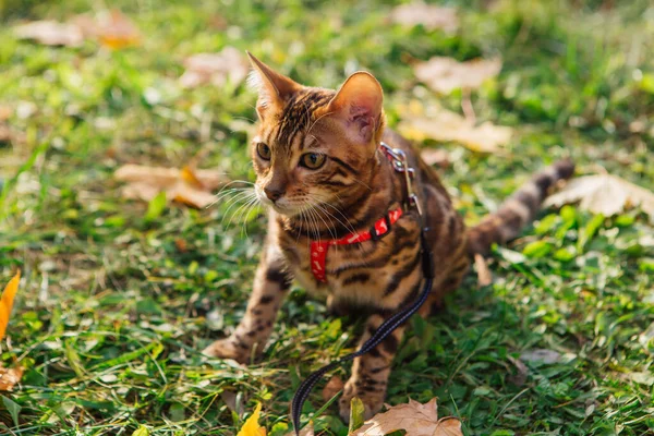 Lindo gatito de bengala caminando sobre las hojas de arce amarillo caído — Foto de Stock