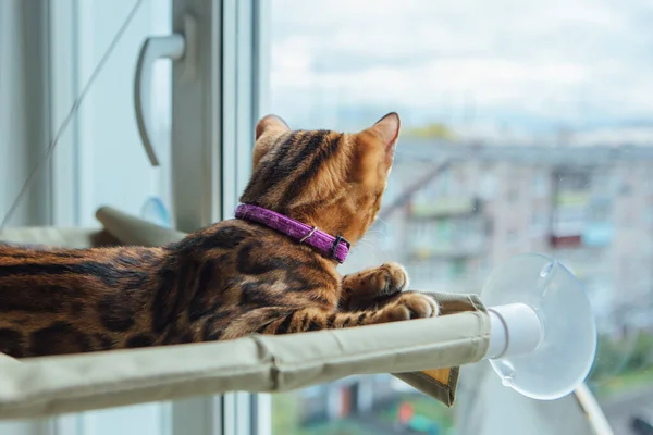 Cute little bengal kitty cat laying on the cat's window bed watching on the street.