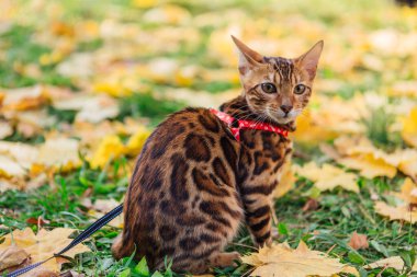 Sarı akçaağaç yaprakları üzerinde yürüyen sevimli Bengal kedisi.