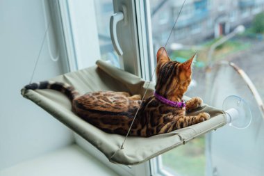 Sevimli küçük Bengal kedisi Kedi penceresinde yatıp sokakları izliyor.