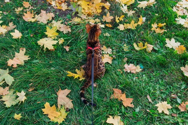 붉은 단풍나무 잎 위를 걷고 있는 작고 귀여운 벵골 키티 — 스톡 사진