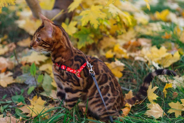 Cute little bengal kitty walking on the fallen yellow maple leaves — Stock Photo, Image