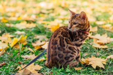 Sarı akçaağaç yaprakları üzerinde yürüyen sevimli Bengal kedisi.