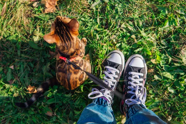 Cute little bengal kotek chodzenie na upadłym żółty klon liście obok właściciela stóp w tenisówki. — Zdjęcie stockowe