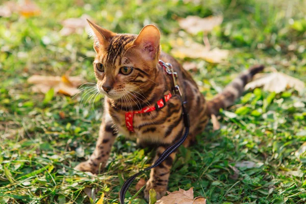 かわいいです小さな優しい子猫歩くと上の落ちた黄色のカエデの葉 — ストック写真