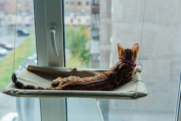 Cute little bengal kitty cat laying on the cat\'s window bed watching on the street.