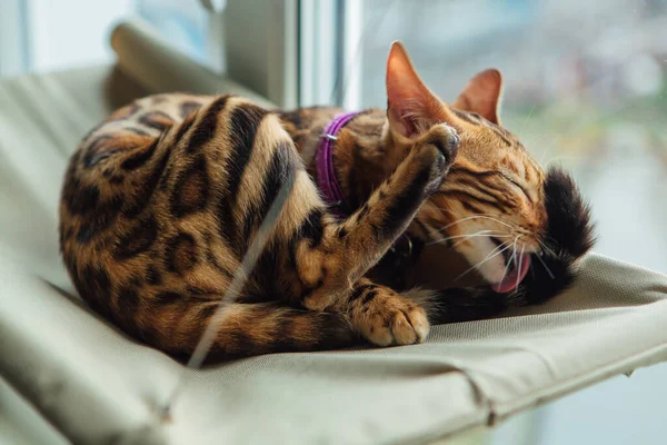 Cute little bengal kitty cat laying on the cat\'s window bed licking itself.