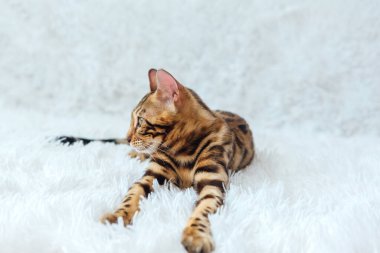 Beyaz arka planda yatan genç, şirin Bengal kedisi. Boşluğu kopyala.