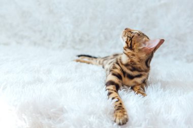 Beyaz arka planda yatan genç, şirin Bengal kedisi. Boşluğu kopyala.
