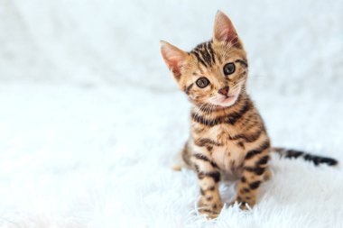 Beyaz arka planda yatan küçük Bengal kedisi. Boşluğu kopyala.