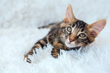 Beyaz arka planda yatan küçük kömür bükücü kedicik. Boşluğu kopyala.