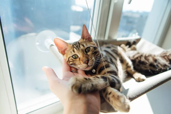 Cute little bengal kitty cat laying on the cat\'s window bed with head laying on woman\'s hand. Sunny seat for cat on the window. Copy space.