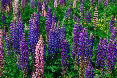 Çiçek açan Lupinus polifillus tarlası bahçe ya da yem bitkisi. Mor ve pembe lupinler.