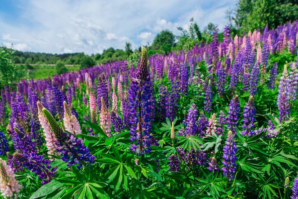 Pole Kvetoucích Květin Lupine Lupinus Polyphyllus Zahrada Nebo Pícniny Fialové — Stock fotografie