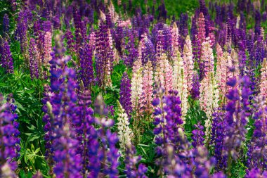 Çiçek açan Lupinus polifillus tarlası bahçe ya da yem bitkisi. Mor ve pembe lupinler.
