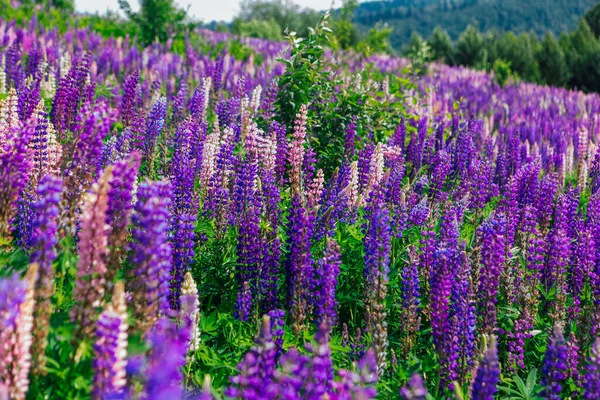 Pole Kvetoucích Květin Lupine Lupinus Polyphyllus Zahrada Nebo Pícniny Fialové — Stock fotografie