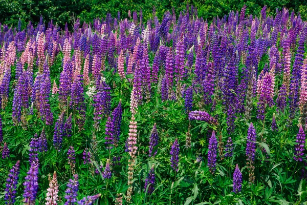 Pole Kvetoucích Květin Lupine Lupinus Polyphyllus Zahrada Nebo Pícniny Fialové — Stock fotografie