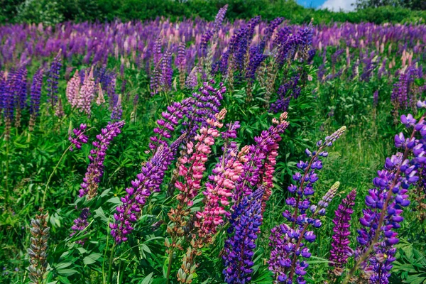 Campo Flores Lupine Florescendo Lupinus Polyphyllus Jardim Planta Forrageira Pinheiros — Fotografia de Stock