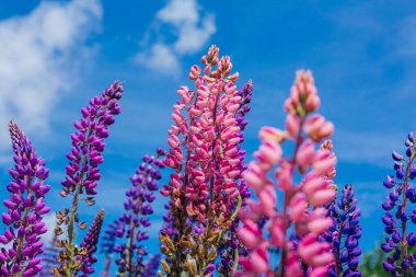 Çiçek açan Lupine çiçekleri - Lupinus polyphyllus - bahçe ya da bitki yemi. Gökyüzü arkaplanındaki Lupine.