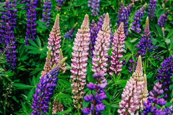 Kvetoucí Lupenka Lupinus Polyphyllus Zahrada Nebo Pícniny Růžové Fialové Lupiny — Stock fotografie