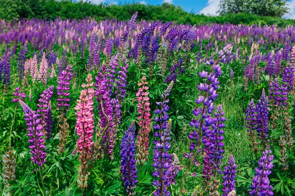 Campo Flores Florecientes Lupine Lupinus Polyphyllus Jardín Planta Forrajera Altramuces — Foto de Stock