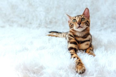 Beyaz arka planda yatan genç, şirin Bengal kedisi. Boşluğu kopyala.