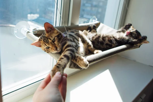 Schattige Kleine Bengaalse Kat Die Het Kattenvensterbed Ligt Hand Van — Stockfoto