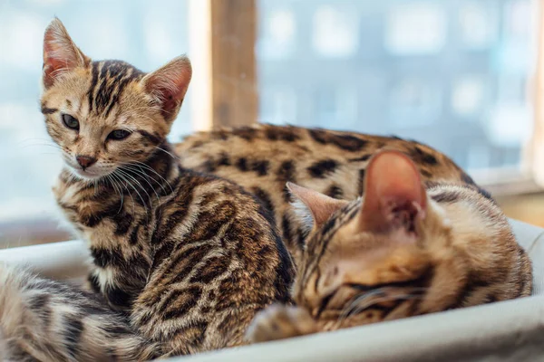 Twee Schattige Gouden Bengaalse Kittens Kleur Liggend Het Kattenvensterbed Ontspannend — Stockfoto