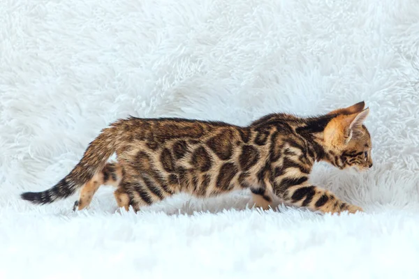 Pequeno Gatinho Bengala Andando Sobre Fundo Branco Espaço Cópia — Fotografia de Stock