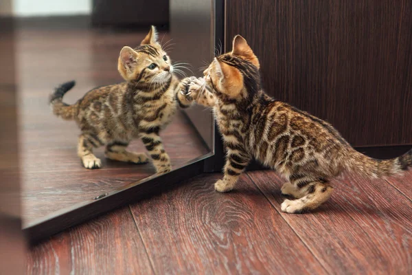 Pouco Bonito Gatinho Bengala Curioso Olhando Para Espelho Wodrobe Dentro — Fotografia de Stock