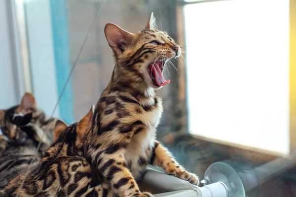 Cute little bengal kitty cat laying on the cat's window bed watching on the room and yawning. Sunny seat for cat on the window.