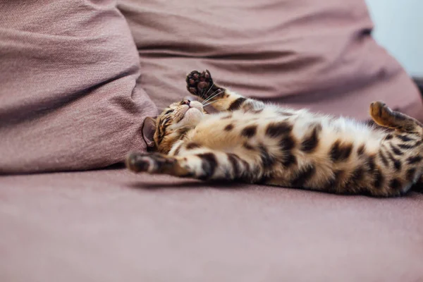 Lindo Bengala Gatito Jugando Sofá Interior — Foto de Stock