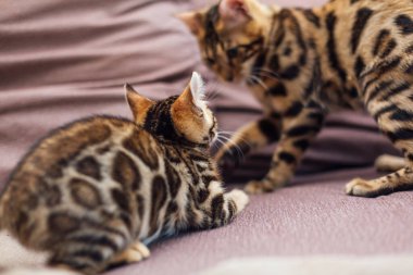 İki sevimli Bengal kedisi kanepede oynuyor ve kavga ediyorlar..