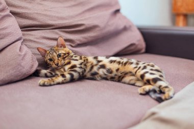 İki sevimli Bengal kedisi kanepede oynuyor ve kavga ediyorlar..
