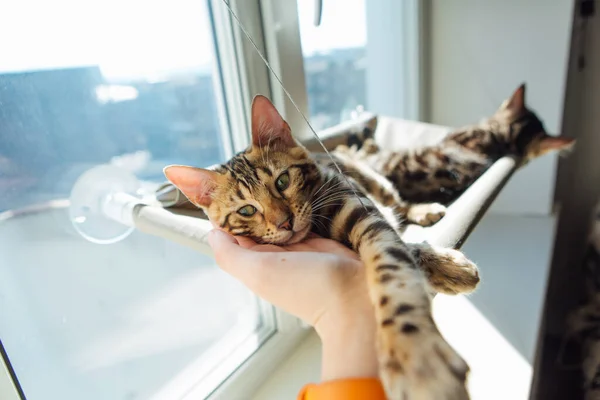 Niedliche Kleine Bengal Kätzchen Katze Liegt Auf Der Katze Fensterbett — Stockfoto