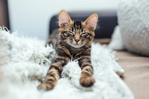 Petit Chaton Bengale Long Poil Charbon Posé Sur Couverture Blanche — Photo