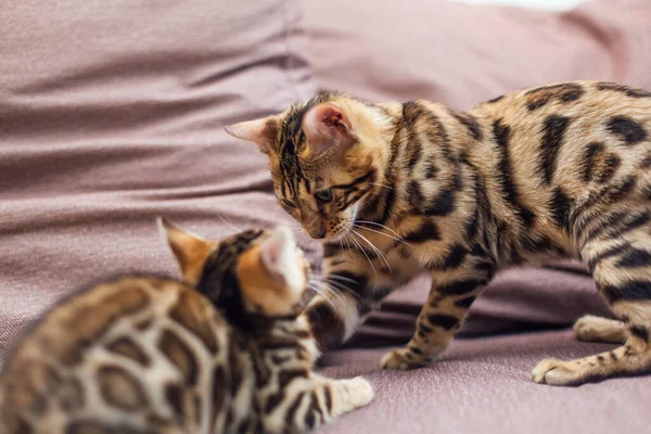 Dois Gatinhos Bengala Bonitos Jogando Lutando Sofá Dentro Casa — Fotografia de Stock